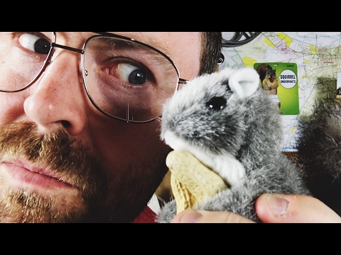 Do squirrels remember where they bury their nuts?