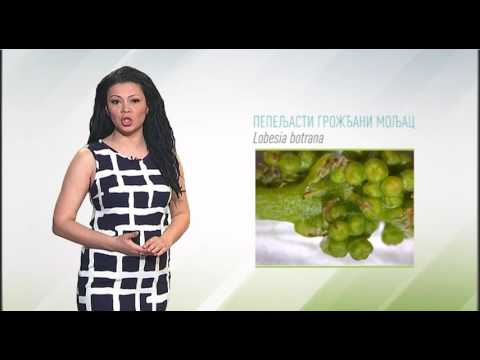 Zelena prognoza, 9.5.2016. - O stanju u zasadima vinove loze