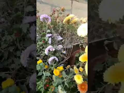 Sagnik Saha flowers.com