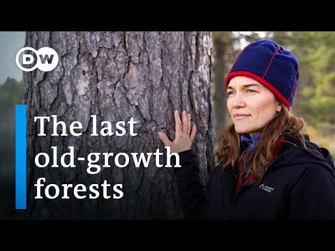 Can Lapland's Primeval Forests Be Saved?