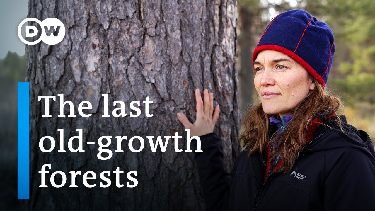 Can Lapland's Primeval Forests Be Saved?