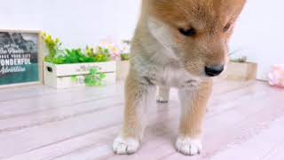 柴犬の動画01