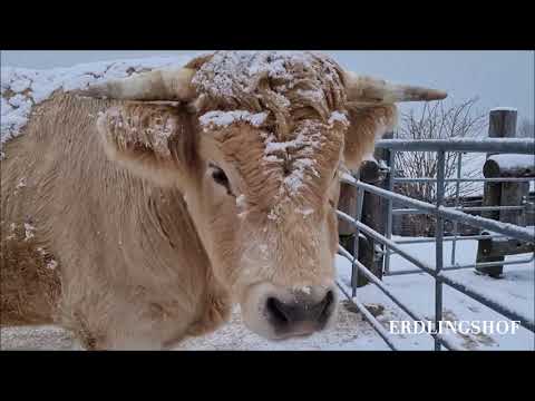 Erdlingshof: Der erste Schnee