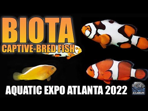 CAPTIVE-BRED Saltwater Fish With Biota - MACNA Aquatic Expo Atlanta 2022