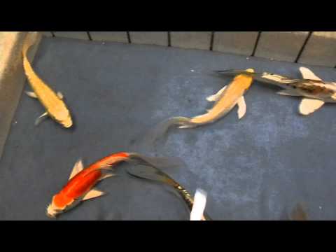 selected butterfly koi 13-15 cm