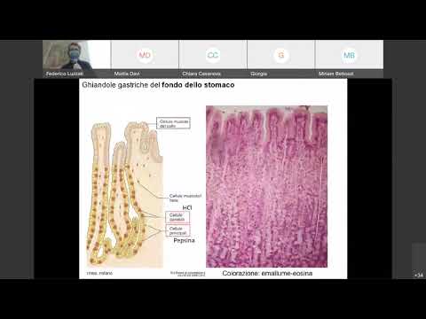 05 Istologia Ghiandole Salivari e Ghiandola Mammaria canale A
