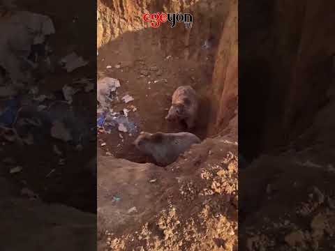 2 AYI, 3 KÖPEK AYNI KUYUDA MAHSUR KALDI!