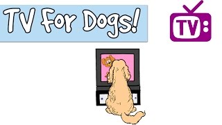 3HOURSOFTVforDogs,CombinedwithRelaxingMusicforDogs,StimulationforDogsandPuppies🐶📺