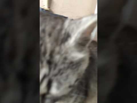 Wściekły Buras w nawsi