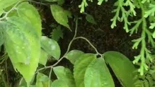 Download lagu Video Mentahan Quotes Alam Indonesia 2020 mp3