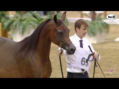 N 65 JUHAINA AL JOOD   1st Qatar Arabian Horse Show Local Bred