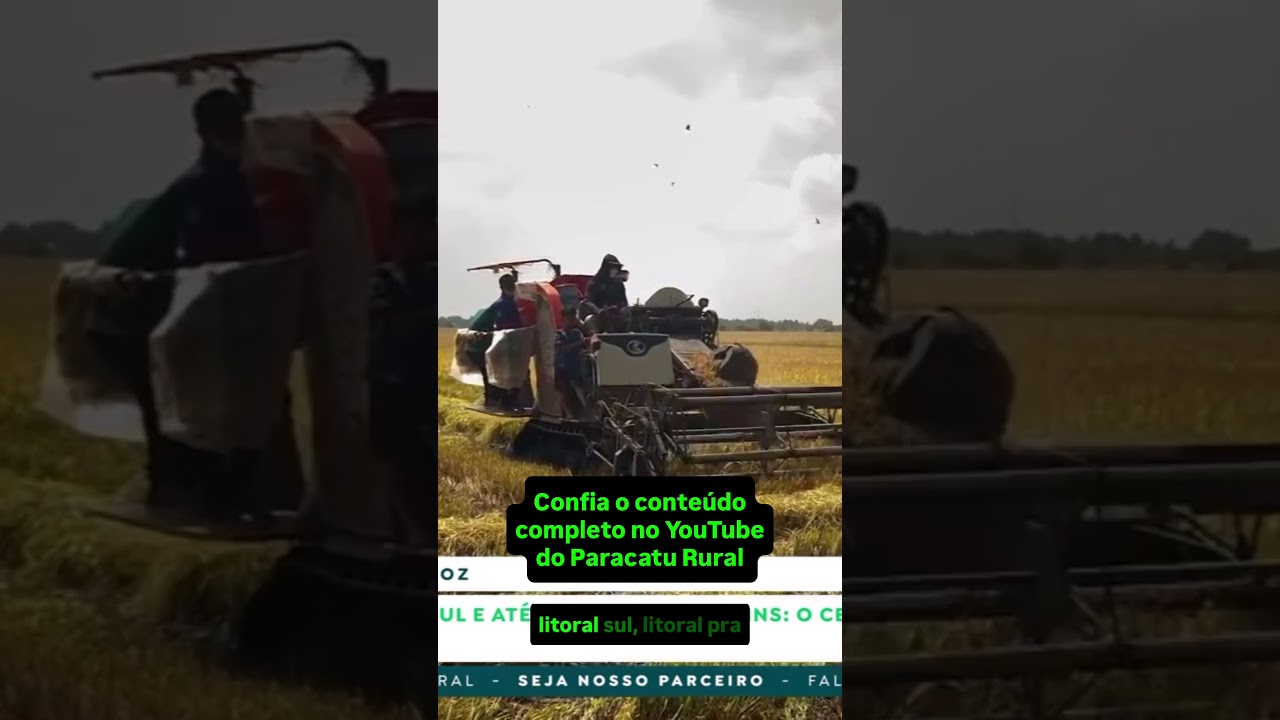 Feijão Carioca Passa de R$300, Arroz Sustentado e Trigo Sobe – Vlamir Brandalizze comenta