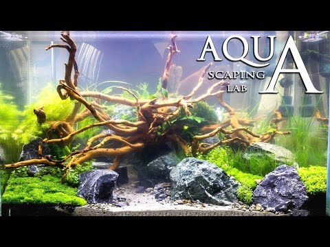 Aquascaping Contest Show Petsfestival Aquarium set 2015 by Aquascaping Lab PARTE 4