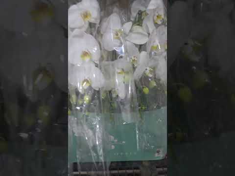 orquídeas brancas