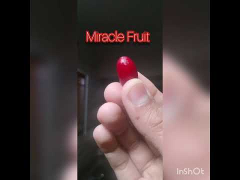 Miracle Fruit 🥰🥰🥰🥰