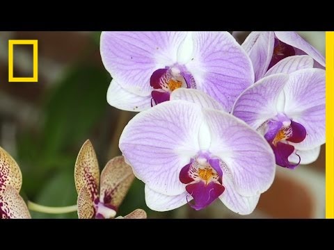 , title : 'Replacing Florida's "Stolen" Orchids | National Geographic'