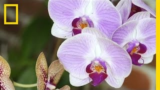 Replacing Florida's "Stolen" Orchids