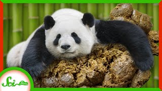 Why Pandas LOVE Rolling in Horse Manure