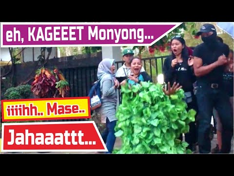 eh-kaget-monyongcopetborot-dll-kata-mereka-yg-di-prank-manusia-pohon