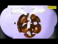 TV Add Dairy Milk Shoats