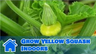 Indoor Gardening Tips : How to Grow Yellow Squash Indoors