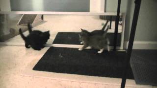 Kittens Run in to Mirror