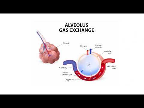 Gas exchange