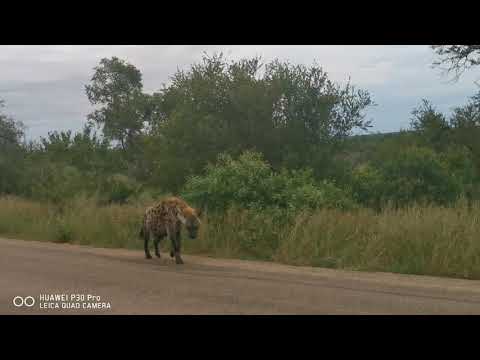 Spotted Hyena in the road Calling - Sound On Please consider subscribing.