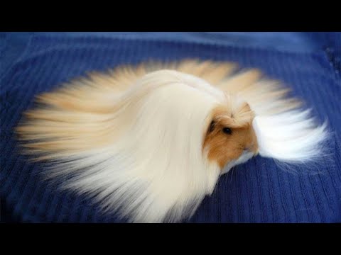 ️ compilation de vidéos de cochons d'Inde drôles et mignons ️ | la meilleure vidéo de cochons d'Inde