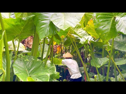 Harvesting and Cooking Giant Swamp Taro I Joseph The Explorer