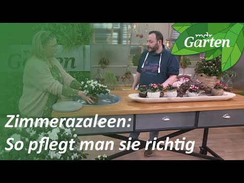 How to properly care for indoor azaleas | MDR Garden