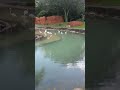 Flamingos