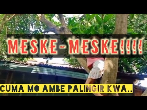 misi-melindungi-mangga