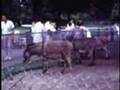 The Detroit Zoo 1968