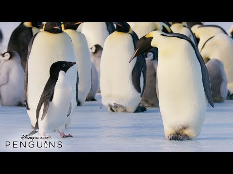 Penguins (TV Spot)