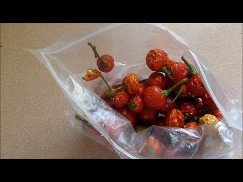 download lagu mp3 mp4 Growing Wiri Wiri Peppers, download lagu Growing Wiri Wiri Peppers gratis, unduh video klip Growing Wiri Wiri Peppers