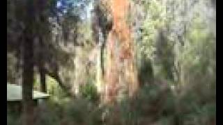 preview picture of video 'Giant Tinge Tree Car Park, Walpole, WA'