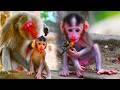 The Adorable Movements Of A Baby Monkey Chewing And Eating Food Imitating Its Mother