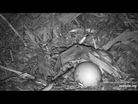 Decorah Hatchery Eagles~HM Chases Away Intruder-HM Leaves Eggs Unattended For 5 Hours_3.14.23