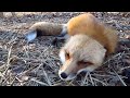 Fox Scream