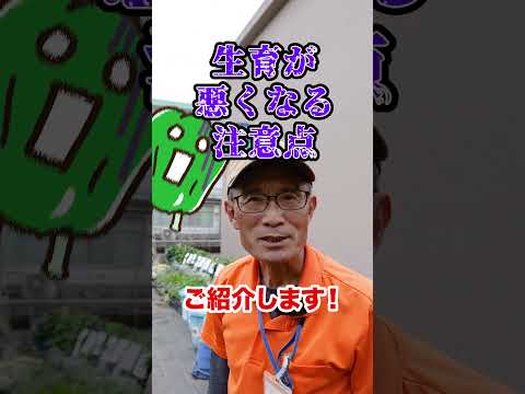 ピーマンをいつポットに播種し、どのようにすれば良い収穫が得られるでしょうか？  庭園