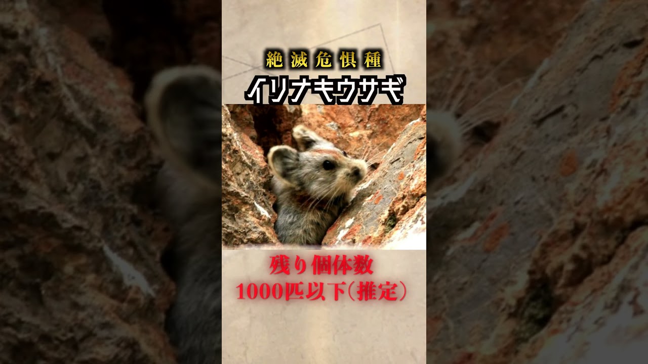 絶滅の危機！激カワ生物 イリナキウサギ