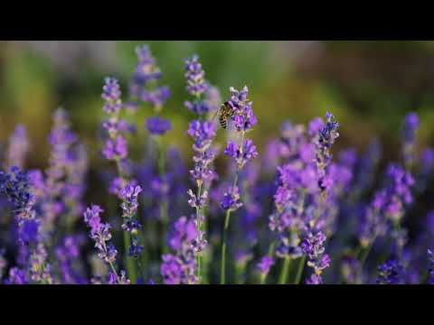 Cultura de Lavanda Epureni,Vaslui