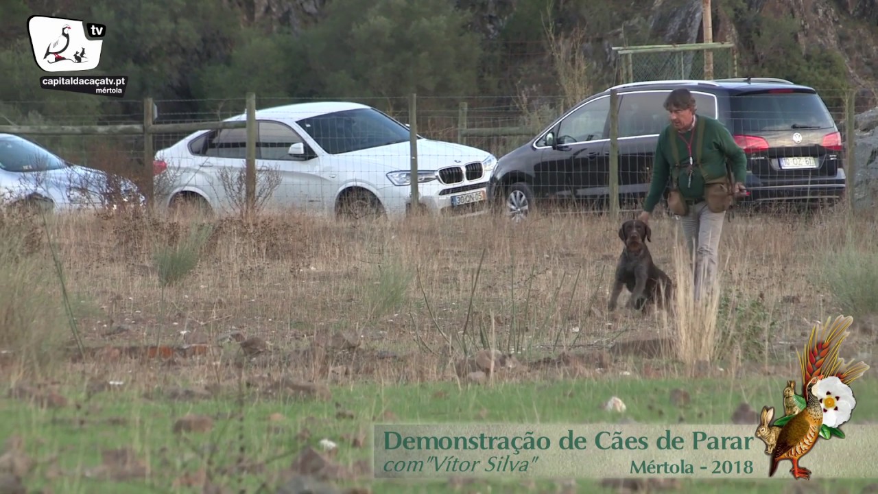 Demonstração de Cães de Parar com "Vitor Silva"