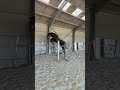 Cheval d&rsquo;exception 