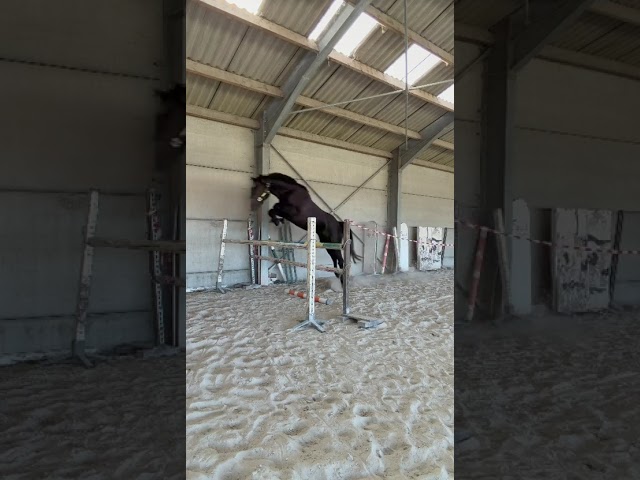 Cheval d&rsquo;exception 