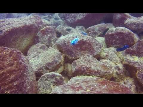 Maylandia zebra OB maschio MCat all'isola di Maingano