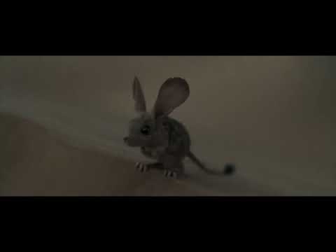 Dune Kangaroo Mouse
