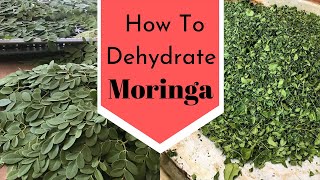 How to Dehydrate Moringa and make Moringa Powder Recipe |  Dry Moringa Leaves