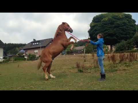 Für Ferienkinder: Larissa lässt Lucky steigen und ich erkläre, warum man es nicht wiederholen soll